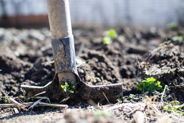 agriculture-backyard-blur-296230